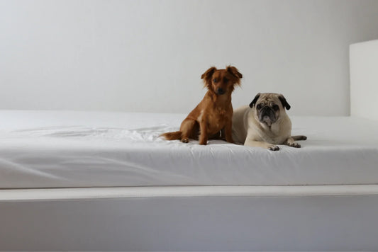 Dog Friendly Bed | Beds for dogs | All cushioned bed frames | SoftFrame Designs |