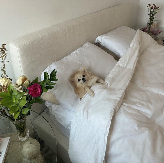 A small dog tucked into bed that uses a SoftFrame Designs' bed frame and headboard