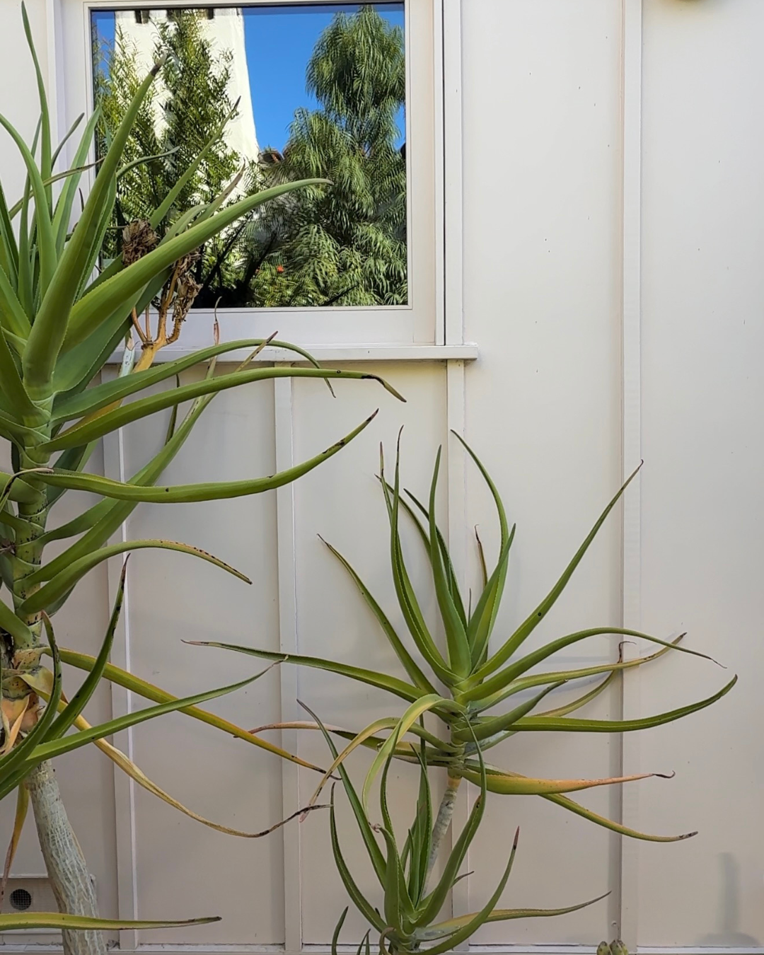 Green plants in front of beige wall outside