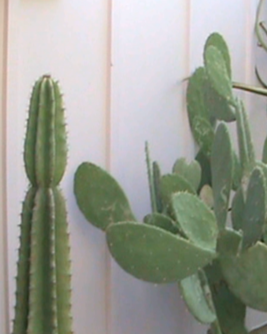 Camcorder still of cacti