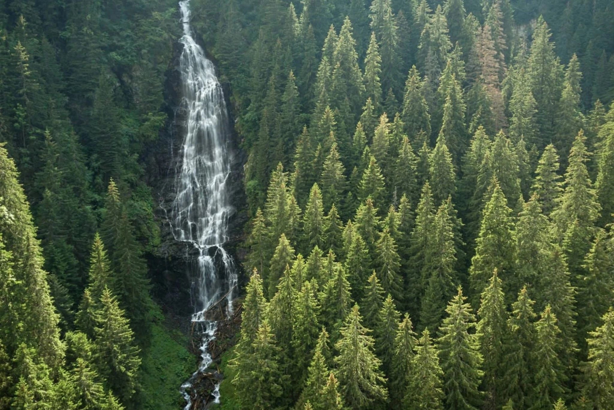 Pine Tree Forest With Waterfall | What materials does SoftFrame Designs use for their bed frames and headboards? | No wood used