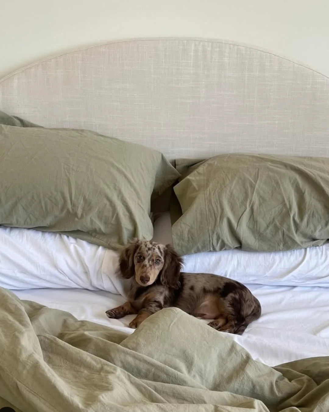 Small dog lying on a bed with green pillows and bedding | SoftFrame Designs Luna Headboard in Dune